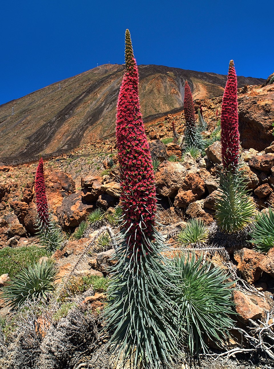Echium wildpretii | tower of jewels