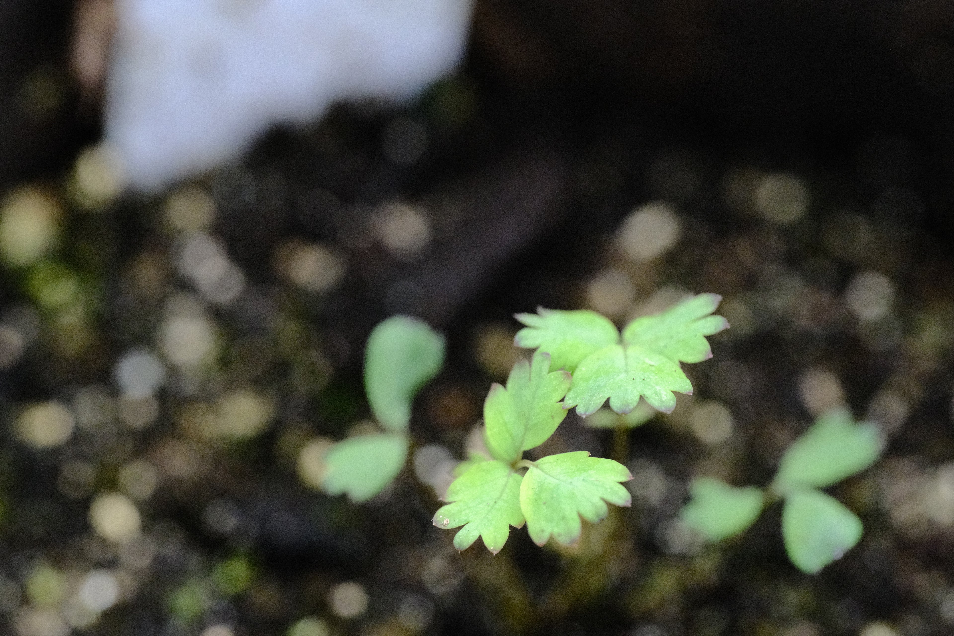 Acaena inermis purpurea seedling at The Old Dairy Nursery