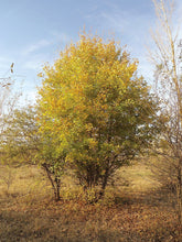 Acer campestre fall color