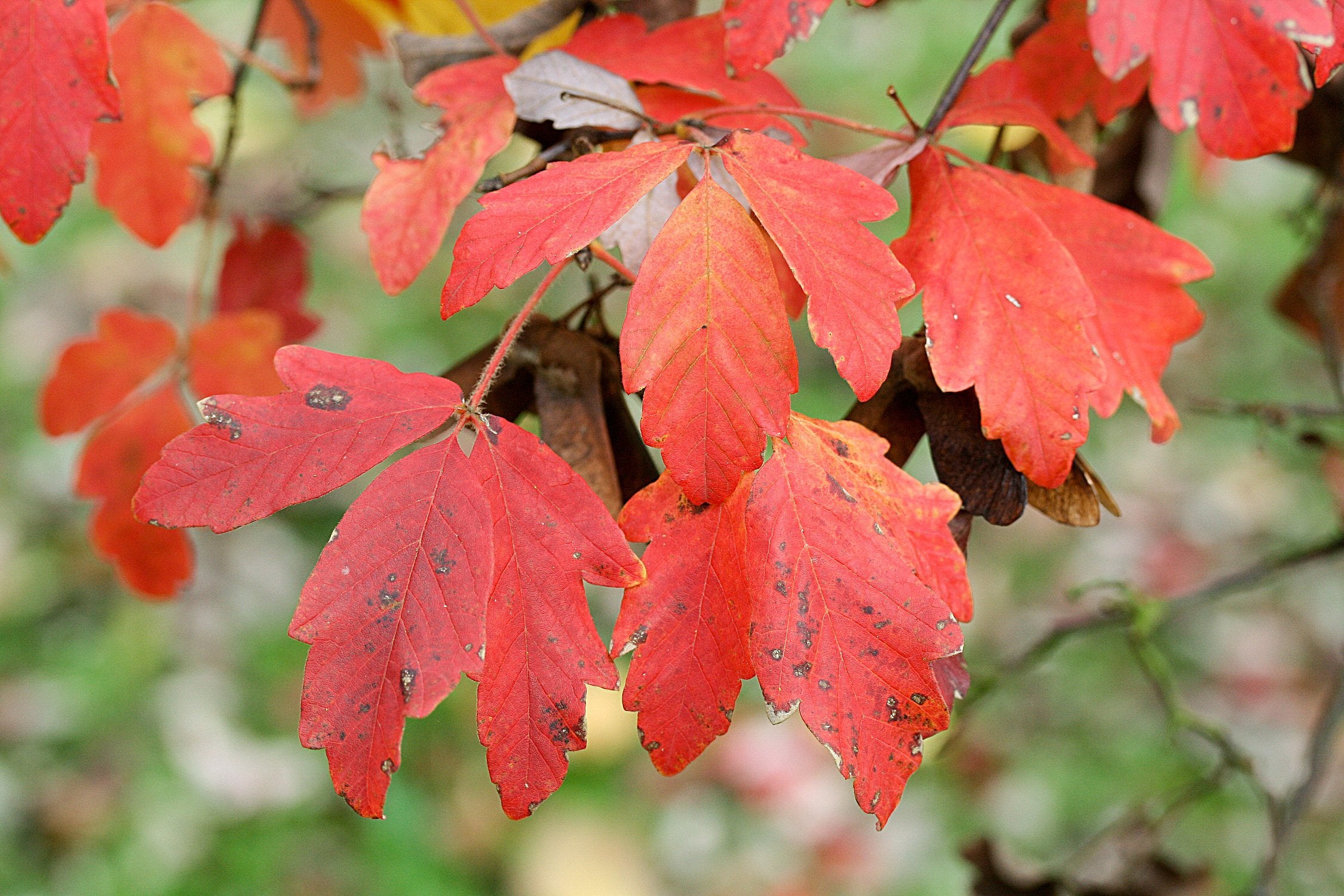 Acer griseum fall color red foliage