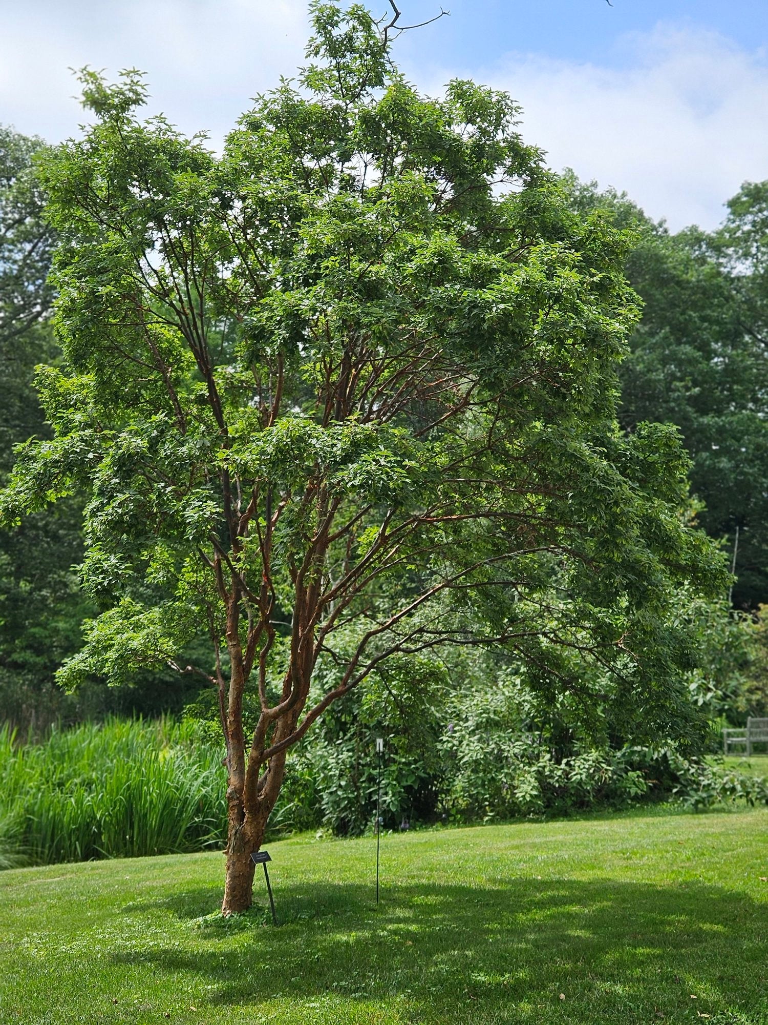 Acer Griseum Paperbark Maple The Old Dairy Nursery Gardens acer-griseum-paperbark-maple-the-old-dairy-nursery-gardens