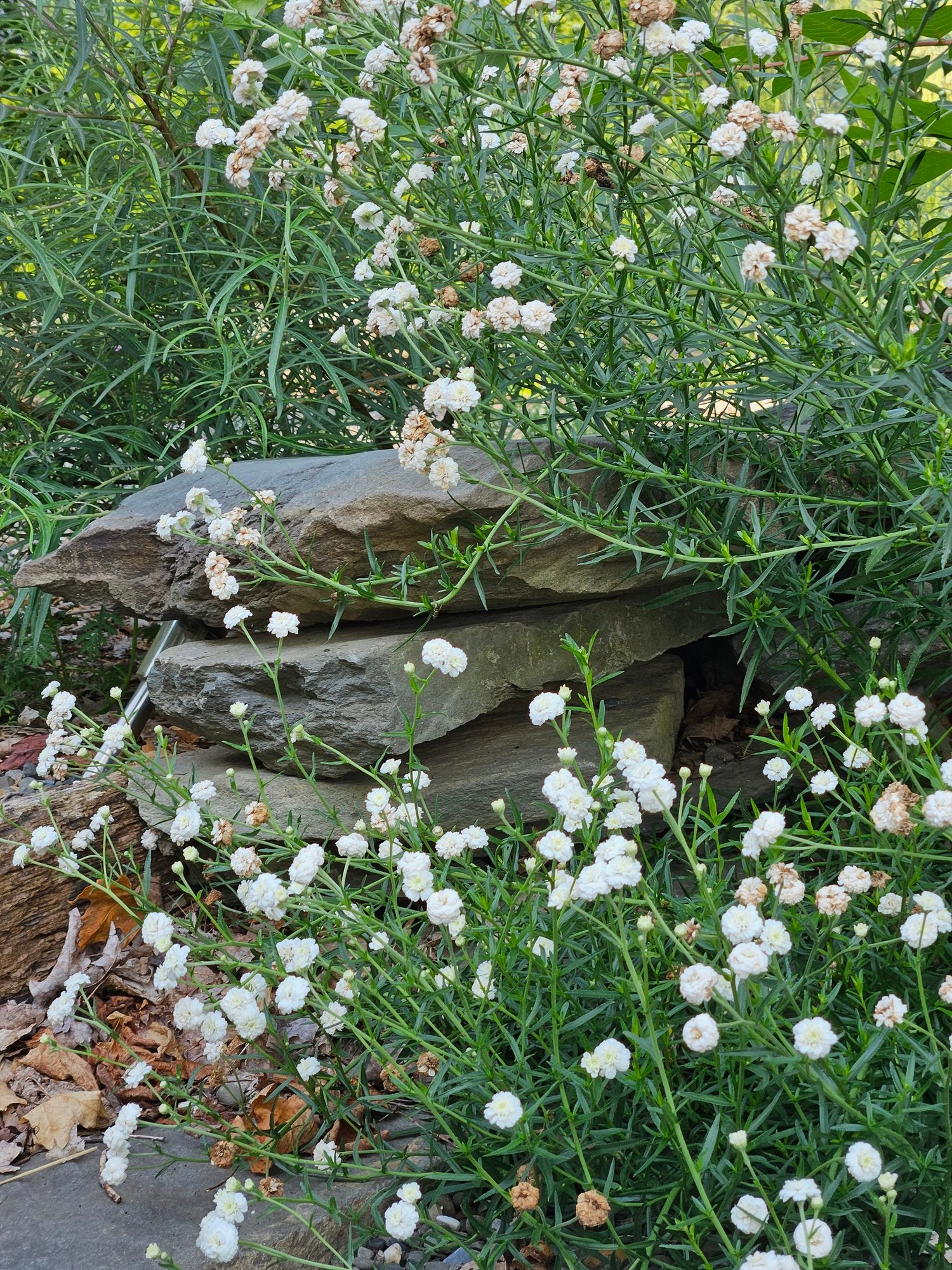 Achillea ptarmica 'Double Diamond Pearl' The Old Dairy Nursery & Gardens