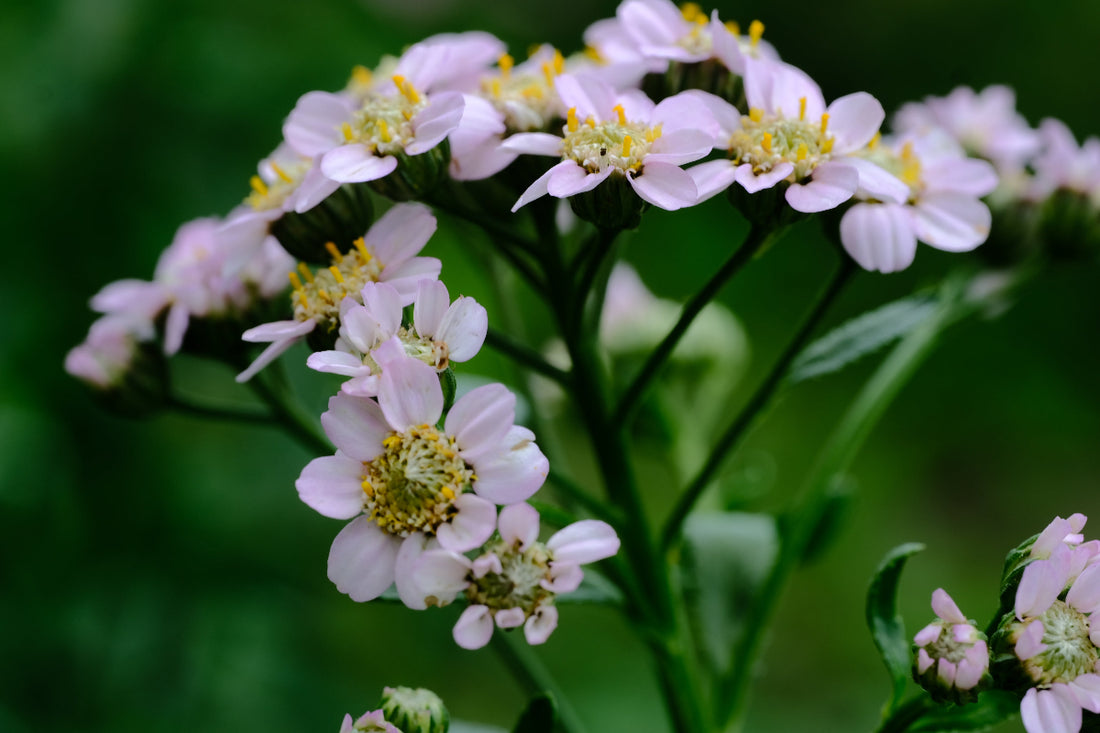 Achillea sibirica &