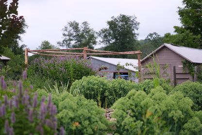 Agastache foeniculum in garden with Sedum &