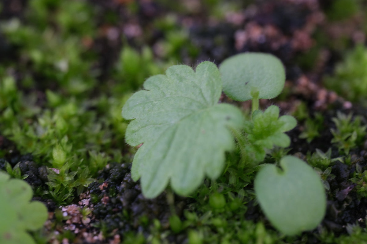 Churchsteeples seedling