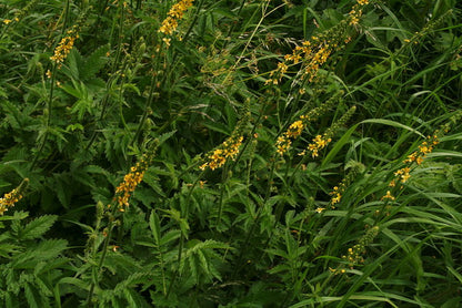 Agrimonia eupatoria (Church steeples) in bloom