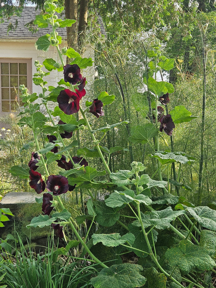Althaea Rosa Alcea rosea var. nigra | hollyhock – The Old Dairy Nursery & Gardens