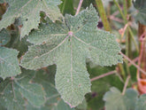 Alcea rugosa leaves