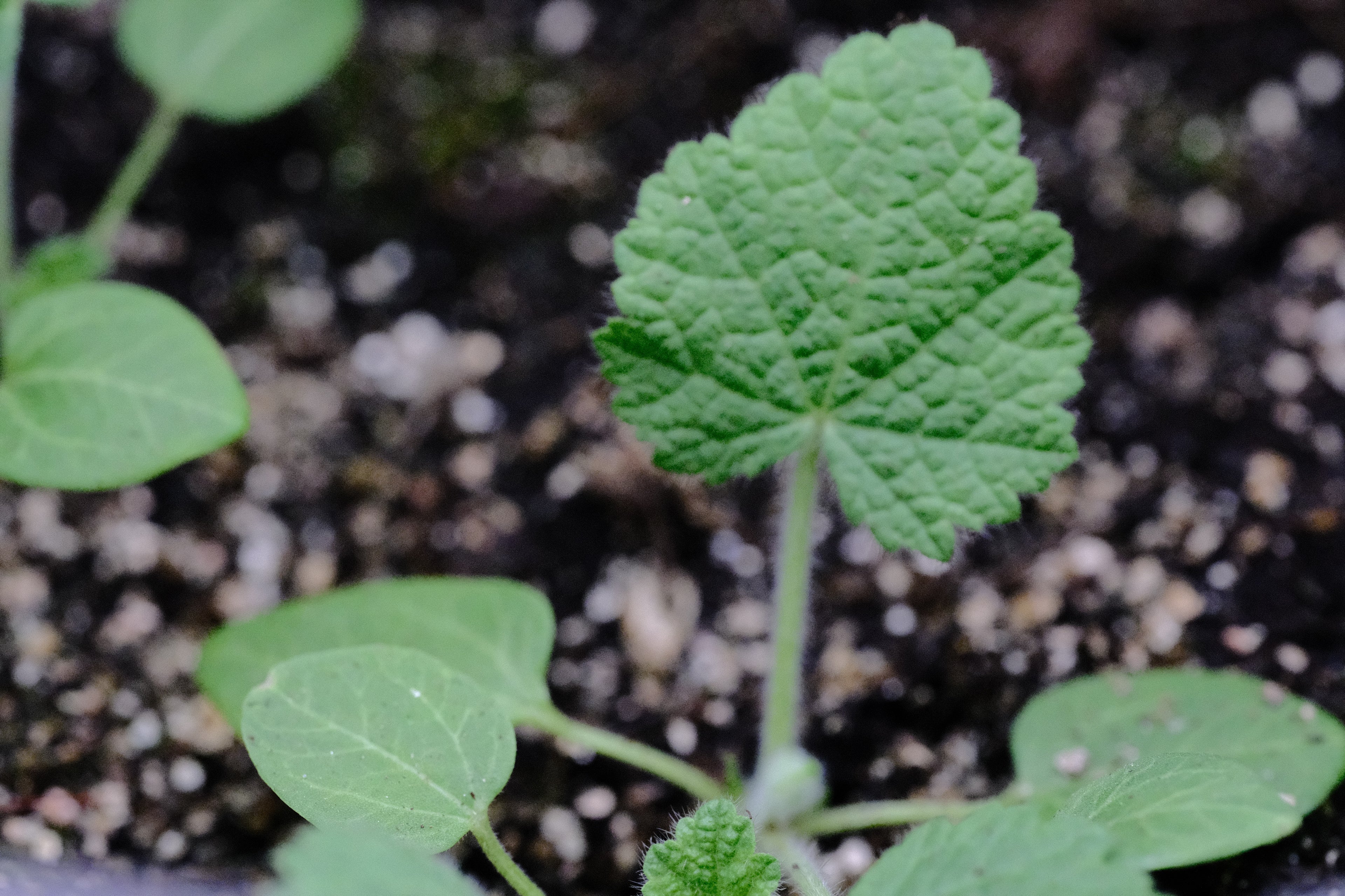 Alcea taurica (syn. Alcea pallida) seedling at The Old Dairy Nursery