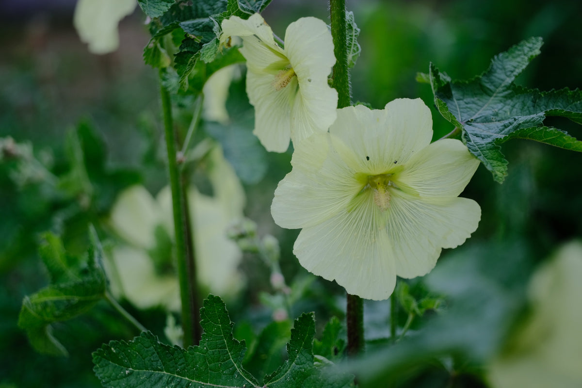 Alcea rugosa | Russian hollyhock – The Old Dairy Nursery & Gardens