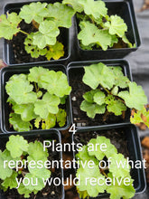 Alchemilla mollis &