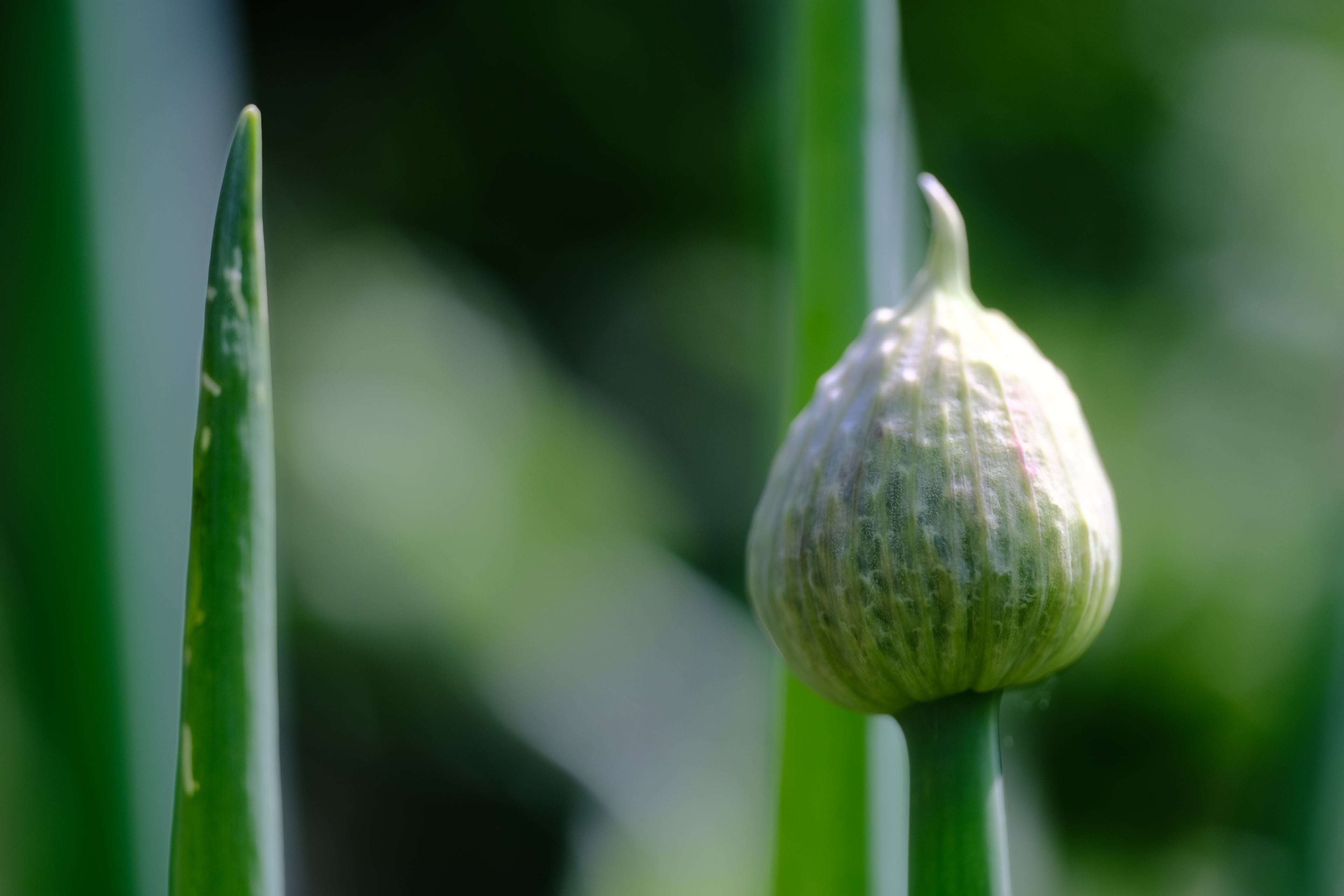 Allium fistulosum | welsh onion bud