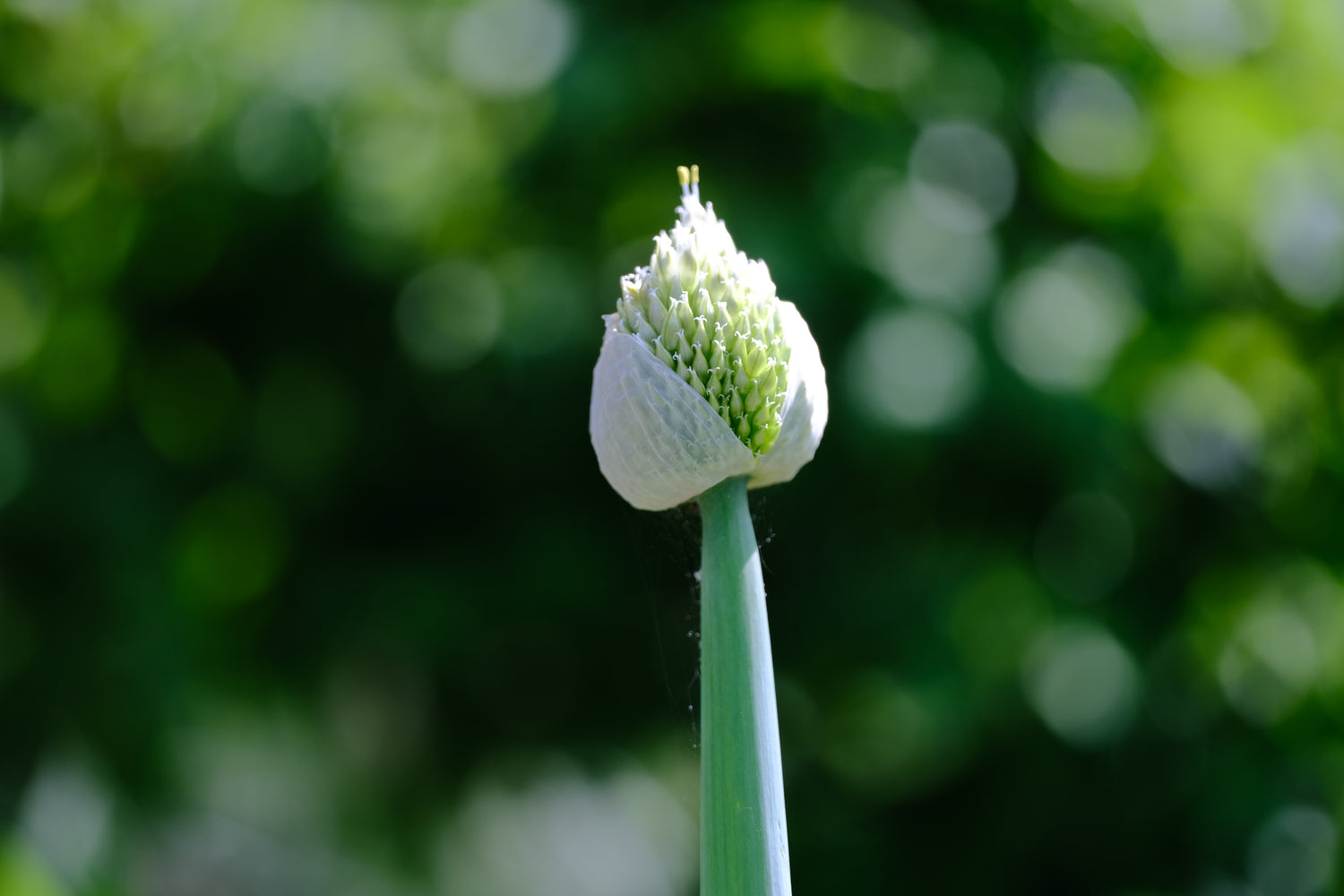 Allium fistulosum | welsh onion flower opening