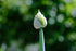Allium fistulosum | welsh onion flower opening