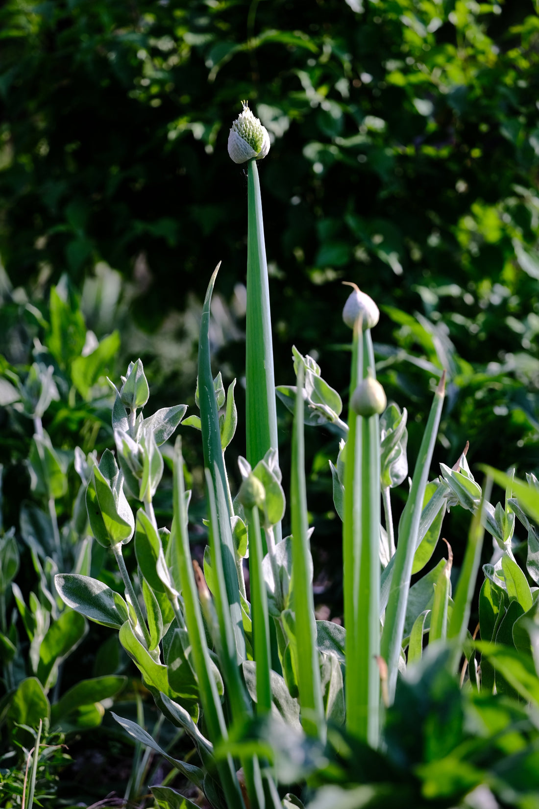 Allium fistulosum | welsh onion form