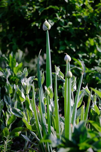 Allium fistulosum | welsh onion form