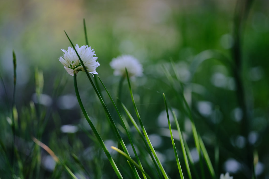 Allium schoenoprasum &