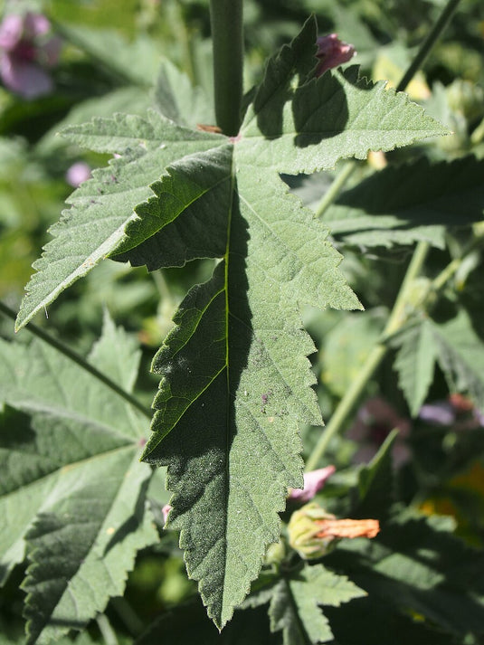 Althaea cannabina | palm-leaf marshmallow – The Old Dairy Nursery & Gardens