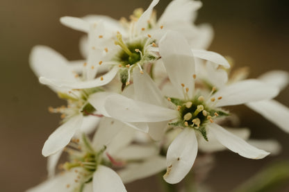Amelanchier x grandiflora &