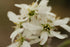 Amelanchier x grandiflora &