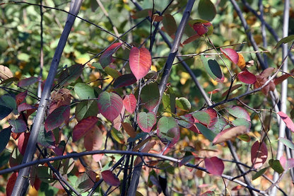 Amelanchier x grandiflora &