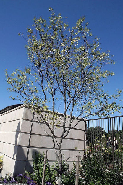 Amelanchier x grandiflora &