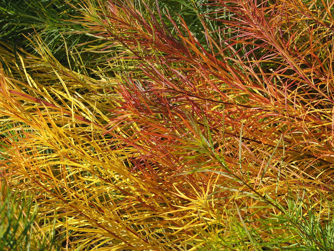 Amsonia hubrichtii fall color