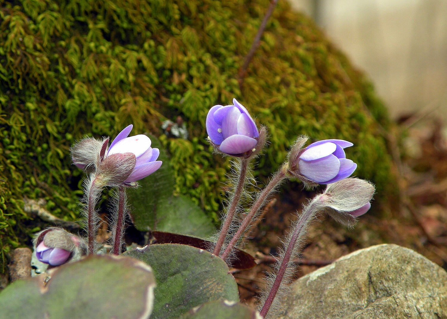 Anemone americana | Round-lobed Hepatica
