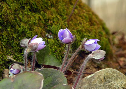 Anemone americana | Round-lobed Hepatica