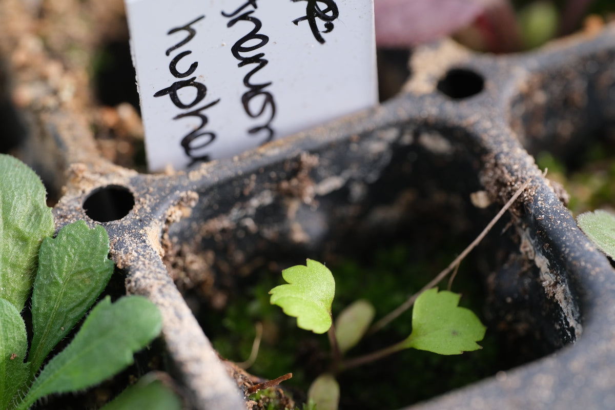 windflower seedling
