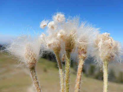 Anemone multifida (cutleaf anemone) wooly seed release