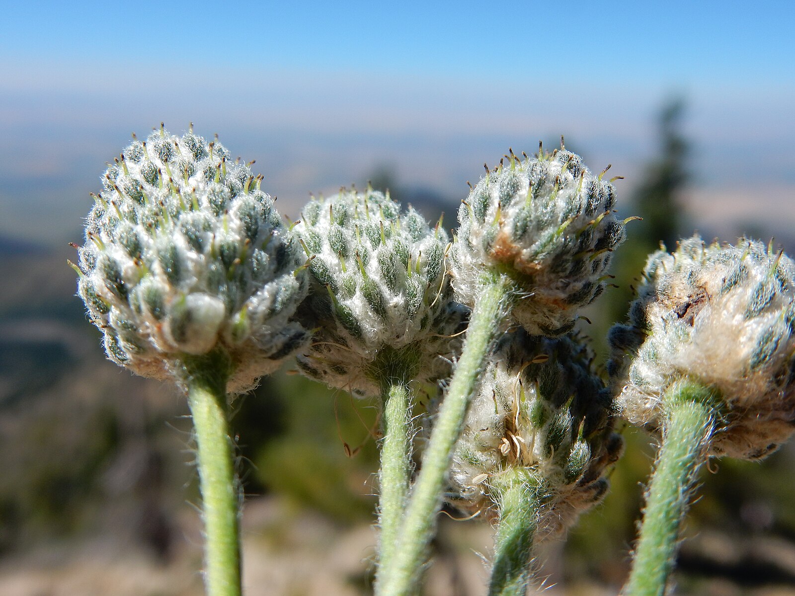Anemone multifida (cutleaf anemone) fruiting bodies