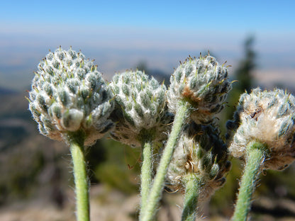 Anemone multifida (cutleaf anemone) fruiting bodies