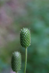 Anemone virginiana (thimbleweed) seed head