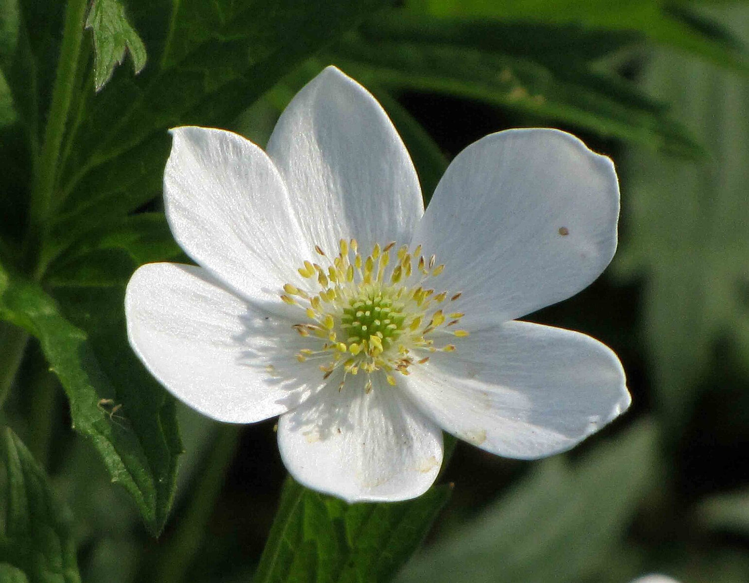 Anemone virginiana (thimbleweed) single white flower