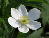 Anemone virginiana (thimbleweed) single white flower