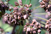 angelica seed heads