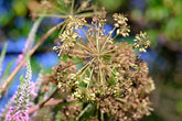 angelica seed head