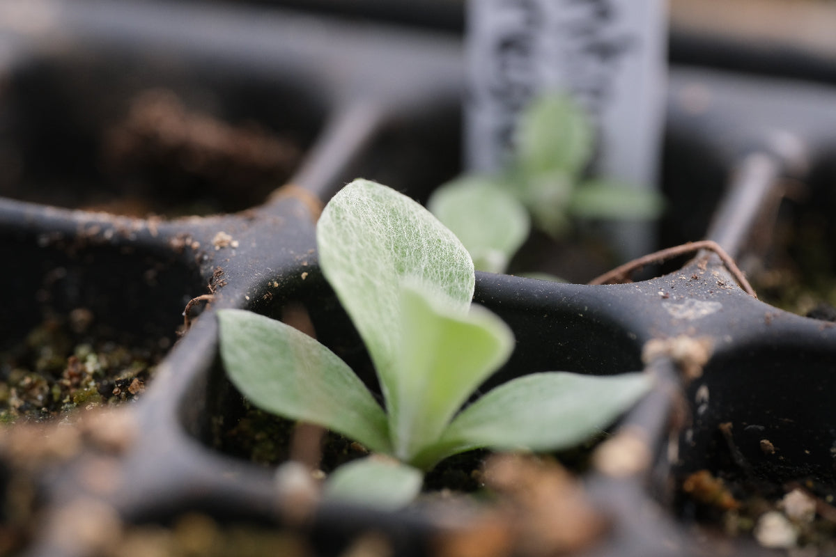 Antennaria neglecta seedling
