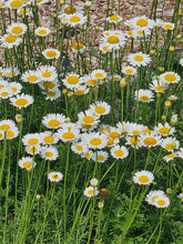 Anthemis tinctoria &