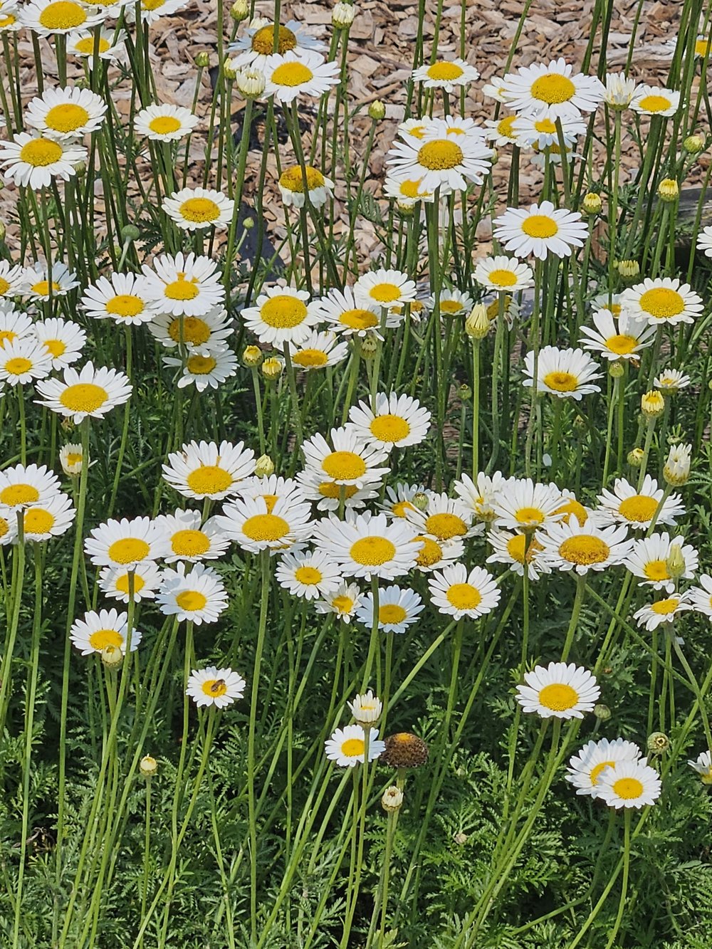 Anthemis tinctoria &