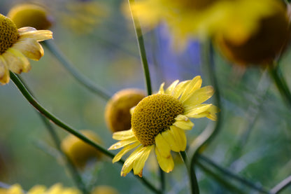 Anthemis tinctoria (golden marguerite) close up of bloom