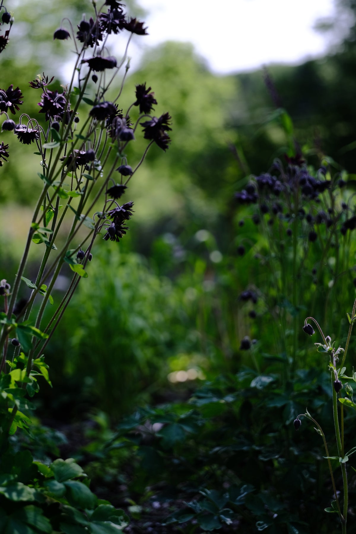 Aquilegia vulgaris var stellata plena &