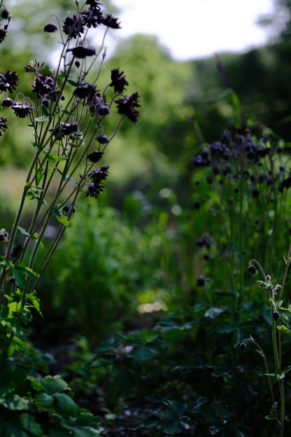 Aquilegia vulgaris var stellata plena &