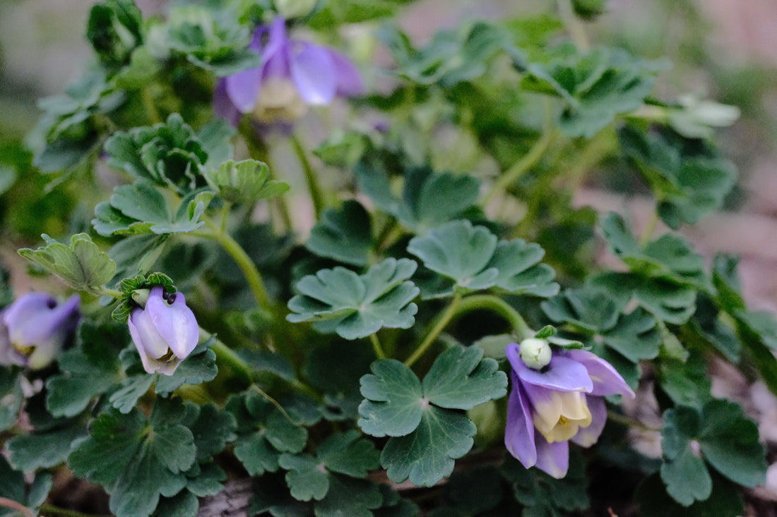 Aquilegia flabellata var pumila &