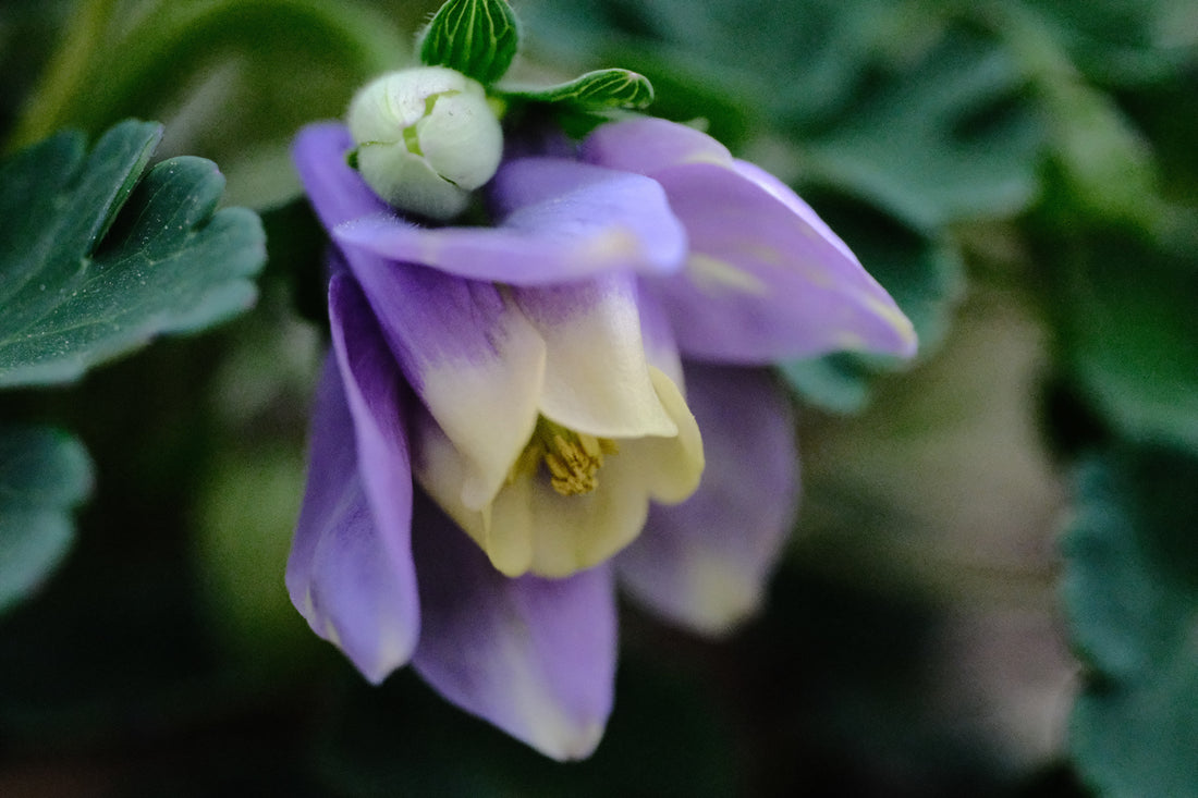 Aquilegia flabellata var pumila &