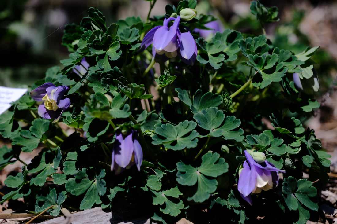 Aquilegia flabellata var pumila &