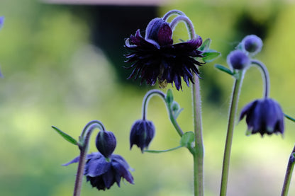 Columbine black flowers