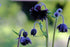 Columbine black flowers