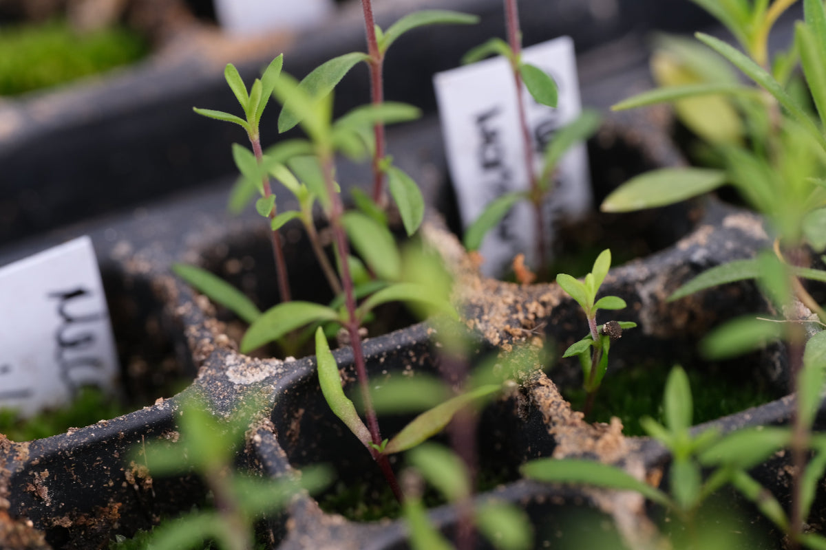 Sandwort seedling